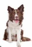 Border collie ciocolatiu pedigree export