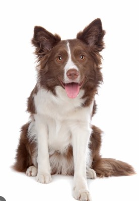 Border collie ciocolatiu pedigree export foto