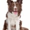Border collie ciocolatiu pedigree export