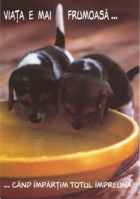 Romania, Viata e mai frumoasa cand impartim totul impreuna, c.p.i. necirculata foto