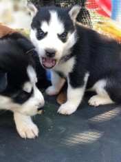 Husky de vanzare foto
