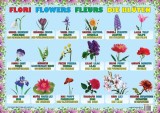 Planșă - Flori - Hardcover - Ars Libri