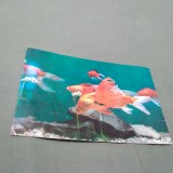 Cumpara ieftin CARTE POSTALA CONSTANTA-ACVARIU NECIRCULATA