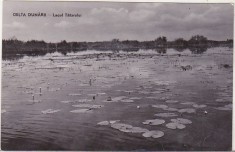 bnk cp Delta Dunarii - Lacul Tatarului - necirculata
