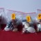 PIETRE SEMIPRETIOASE, ROCI, MINERALE, 4 LOTURI (pret pe lot.)