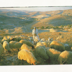 FA18-Carte Postala- ISRAEL - Bethlehem, Shepard's field, necirculata
