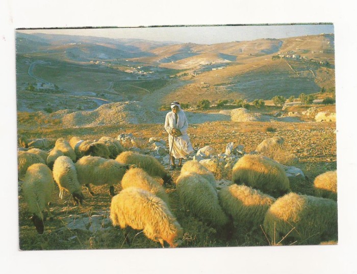 FA18-Carte Postala- ISRAEL - Bethlehem, Shepard&#039;s field, necirculata