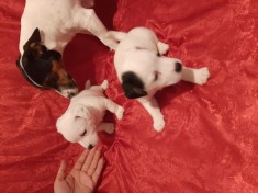 Jack russel/russell terrier bucuresti foto