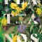 Platanos, Doina Rusti