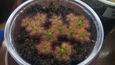 10 gemmae, de planta carnivora drosera androsacea, timp limita foto