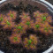 10 gemmae, de planta carnivora drosera androsacea, timp limita