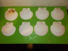 Set de 8 COCHILII de SCOICI NATURALE Saint Jacques pentru ICRE , FRUCTE DE MARE foto