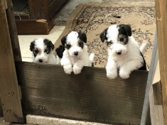 pui fox terrier sarmos foto