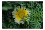 Tablou Canvas, "Floare radiantă ascunsă &icirc;n frunze", Floare, Margareta, Picături, Frunze, Verde, Galben, Umiditate, Natură, Delicat, Plante, 39 x 26 cm