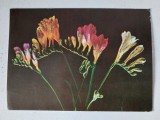 Felicitare - vedere anii 70 (1973) Romania, Frezii, cu sclipici, 15x10.5cm, necirculata, scrisa