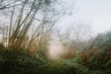 Tablou Canvas, "Poteca prin pădurea &icirc;nvăluită &icirc;n ceață", Ceață, Copaci, Potecă, Vegetație, Atmosferic, Tranquil, Natură, Dimineață, Mistic, Liniște, 3