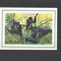 RWANDA 1985 FAUNA MAIMUTE GORILE