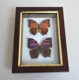 Anaea ryphea, Anaea nessus fluturi in caseton taxidermie