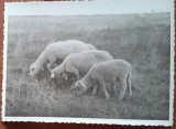 Fotografie, trei oite de rasa, la pasunat, perioada interbelica