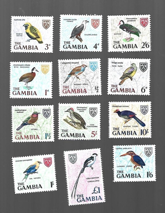 gambia pasari incomplecta sarniera