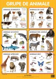 Animale. Planse educationale |, Litera