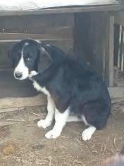 Ciobanesc Romanesc Corb foto