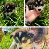 Au mai ramas 4 - Pui Malamut de Alaska &ndash; Superbi și sănătoși!