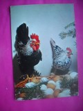 HOPCT 10880 FELICITARE PASCALA /PASTE -COCOS CU GAINA -NECIRCULATA