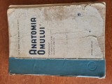 Anatomia omului sistemul nervos vintage, 1954
