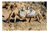 Tablou Canvas, "Crabul invizibil &icirc;n nisipul auriu", Nisip, Crab, Ochii, Gheruțe, Textură, Natură, Mișcare, Culoare, Detaliu, Plajă, 39 x 26 cm, CMCLAS