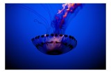 Tablou Canvas, "Meduza dans&acirc;nd &icirc;n albastrul oceanului", Meduză, Lumină, Albastru, Frumusețe, Ocean, Grație, Mister, Eleganță, Tentacule, Natură., 39 x