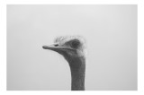 Tablou Canvas, "Privirea enigmatică a struțului curios", Pasăre, Struț, Monocrom, Profil, Blană, Privire, Cer, Contrast., 39 x 26 cm, CMCLASS