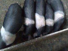 Purcei bazna 12 saptamani foto