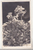 Bnk cp Flora muntilor transilvana - uzata - Fischer Sibiu 1935, Necirculata, Printata