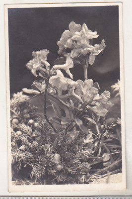 bnk cp Flora muntilor transilvana - uzata - Fischer Sibiu 1935 foto