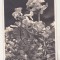 bnk cp Flora muntilor transilvana - uzata - Fischer Sibiu 1935