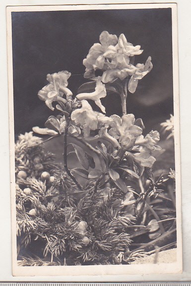 bnk cp Flora muntilor transilvana - uzata - Fischer Sibiu 1935