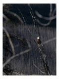 Tablou Canvas, "Vulturul stăp&acirc;nind pădurea tăcută", Vultur, Ramură, Cer, Natură, Pădure, Vedere, Sălbăticie, Frumusețe, Singurătate, Impunător, 26 x 3