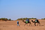 Tablou Canvas, "Caravana prin deșertul arid african", Deșert, Cămile, Soare, Oază, Albastru, Dune, Drumeție, Vegetație, 39 x 26 cm, CMCLASS