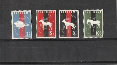 Fauna ,animale,Surinam . foto