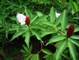 COSTUS SPECIOSUS ,frunze spiralate , 5 seminte pentru semanat