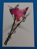 CPIB 23364 CARTE POSTALA - FELICITARE - FREZII, NECIRCULATA
