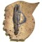 SV * Insigna LICEUL MIERCUREA CIUC / CSIKSZEREDA LICEUM - Aniversare 300 ANI * 1668 - 1968