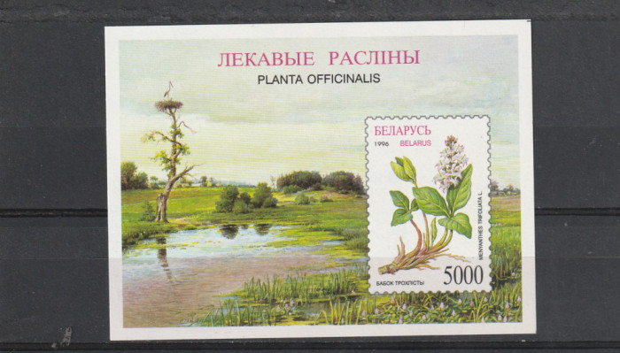 Planta din zone mlastinoase ,Belarus.