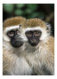 Tablou Canvas, "Două maimuțe printre copaci verzi", Primate, Blană, Privire, Curiozitate, Natură, Expresie, Părțile, Față, Ochii, Verde, Focalizare, S