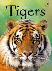 Beginners Tigers - Carte Usborne (4+) foto