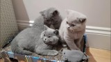 Fetițe și băieței British Shorthair