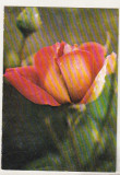 bnk cp Iasi - Gradina botanica - Trandafir Kronenburg - necirculata