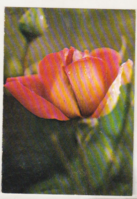 bnk cp Iasi - Gradina botanica - Trandafir Kronenburg - necirculata foto