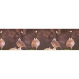 Bordura decorativa Zoo 554